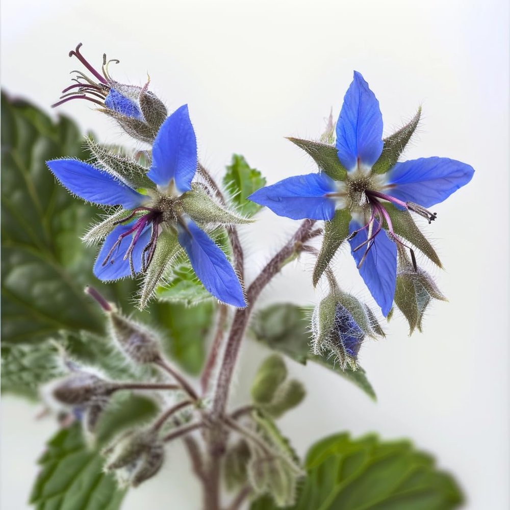 50 Borage Seeds, Officinale Semi-Wild Permaculture