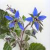 50 Borage Seeds, Officinale Semi-Wild Permaculture view 1