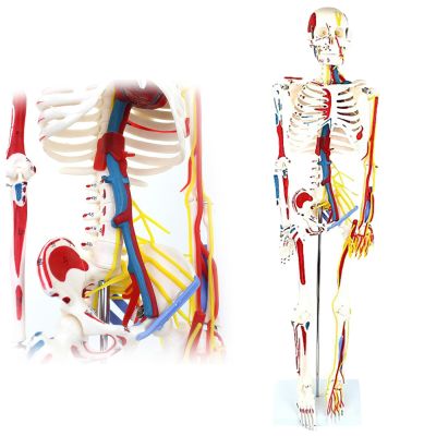 85 cm Neurovascular Human Skeleton Model with 111 Muscle Markers