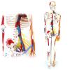85 cm Neurovascular Human Skeleton Model with 111 Muscle Markers view 1