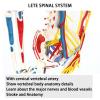 85 cm Neurovascular Human Skeleton Model with 111 Muscle Markers view 2