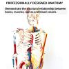 85 cm Neurovascular Human Skeleton Model with 111 Muscle Markers view 3