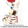 85 cm Neurovascular Human Skeleton Model with 111 Muscle Markers view 4