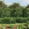 Home Garden Chain-Link Fence with Flange, Green, 1.8 x 10 m view 1