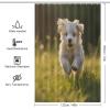 FZQVSWTX Waterproof Puppy Shower Curtain, Polyester, 183 x 183 cm view 2