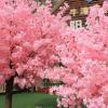 IYUESQ Japanese Artificial Cherry Blossom Tree Arch, Pink Sakura Flowers for Indoor and Outdoor Decor view 3