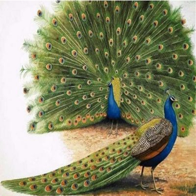 Renqidian 5D Diamond Painting Kit for Adults, Peacock, 40 x 50 cm