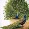 Renqidian 5D Diamond Painting Kit for Adults, Peacock, 40 x 50 cm view 1