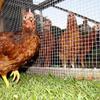 304 Stainless Steel 1/2-Inch Mesh Hardware Cloth, Rust-Resistant Chicken Fence, 0.3 x 5 m view 3