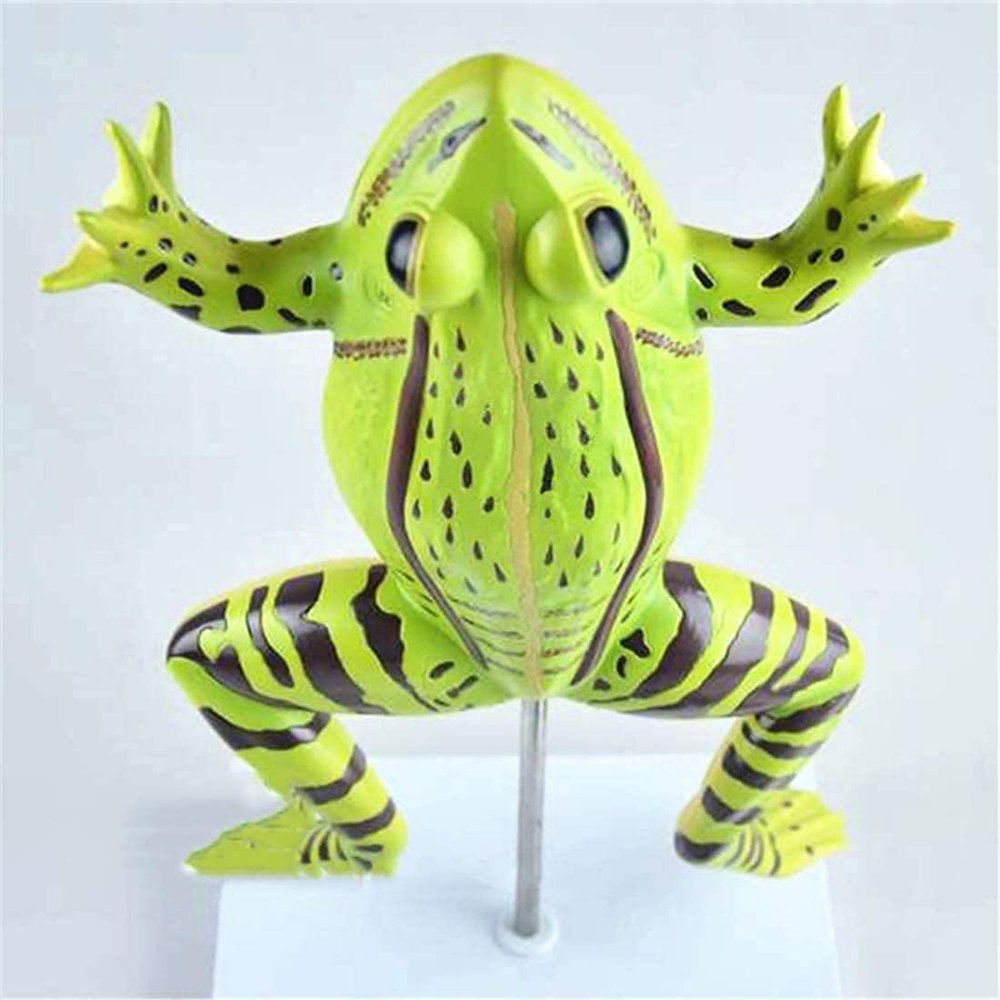 Frog Anatomy Model, Animal Skeleton and Organ Anatomy Teaching Display Model