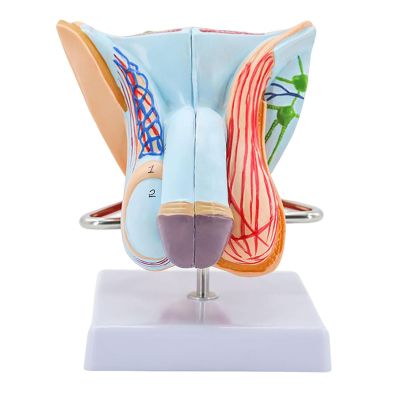 Male Reproductive System Anatomy Model