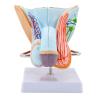 Male Reproductive System Anatomy Model view 1