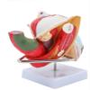 Male Reproductive System Anatomy Model view 2