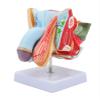 Male Reproductive System Anatomy Model view 4