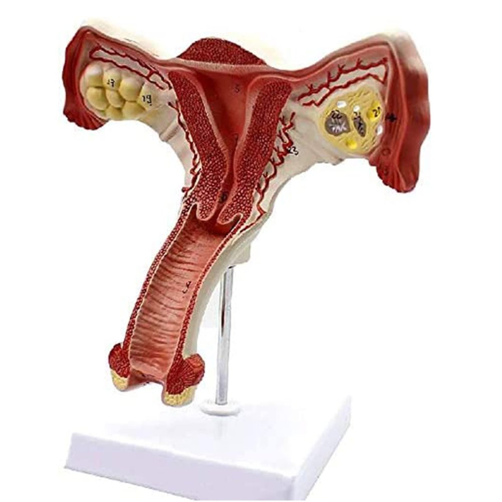 VDLLQYN Human Female Uterus and Ovary Anatomical Cross-Section Model