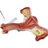 VDLLQYN Human Female Uterus and Ovary Anatomical Cross-Section Model view 2