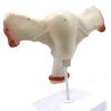 VDLLQYN Human Female Uterus and Ovary Anatomical Cross-Section Model view 4