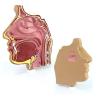Medical Anatomical Model of the Human Nasal Cavity view 1