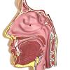Medical Anatomical Model of the Human Nasal Cavity view 3