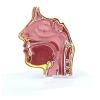 Medical Anatomical Model of the Human Nasal Cavity view 4