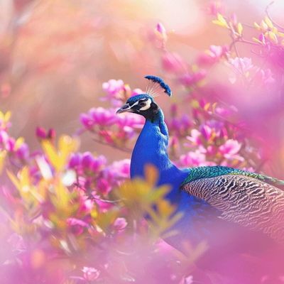 Peacock 5D Diamond Painting Kit, 60 x 80 cm
