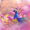 Peacock 5D Diamond Painting Kit, 60 x 80 cm view 1