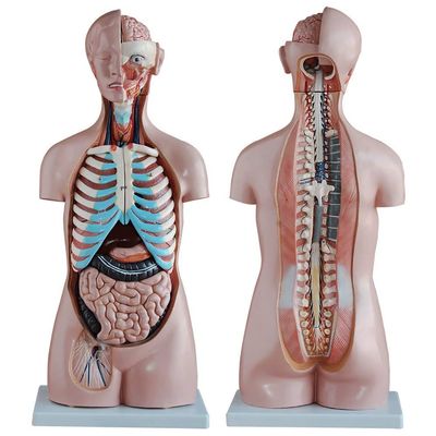 85 cm Human Anatomical Teaching Model, 20-Piece Half-Body