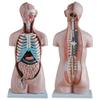 85 cm Human Anatomical Teaching Model, 20-Piece Half-Body view 1