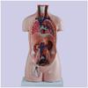 85 cm Human Anatomical Teaching Model, 20-Piece Half-Body view 2