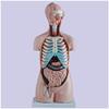 85 cm Human Anatomical Teaching Model, 20-Piece Half-Body view 3