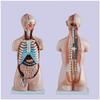 85 cm Human Anatomical Teaching Model, 20-Piece Half-Body view 4