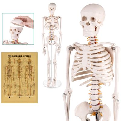 85 cm Mini Human Skeleton Anatomical Model