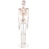 85 cm Mini Human Skeleton Anatomical Model view 2
