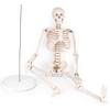 85 cm Mini Human Skeleton Anatomical Model view 3