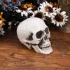 IMIKEYA Halloween Plastic Skull Decoration, Realistic Skull view 4