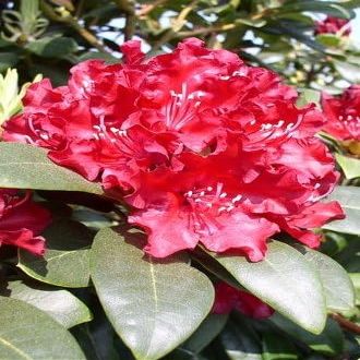 Rhododendron hybrid 'Sammetglut', 40 cm tall, in a 4-liter nursery container