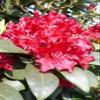 Rhododendron hybrid 'Sammetglut', 40 cm tall, in a 4-liter nursery container view 1