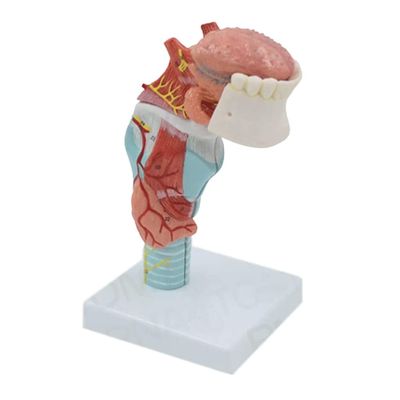 Human Larynx Anatomical Model with Tongue, Throat, and Thyroid Anatomy