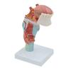 Human Larynx Anatomical Model with Tongue, Throat, and Thyroid Anatomy view 1