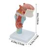 Human Larynx Anatomical Model with Tongue, Throat, and Thyroid Anatomy view 2