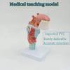 Human Larynx Anatomical Model with Tongue, Throat, and Thyroid Anatomy view 3