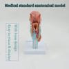 Human Larynx Anatomical Model with Tongue, Throat, and Thyroid Anatomy view 4