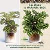ORAGARDEN Calathea & Maranta Soil for Indoor and Garden Plants, 3 L view 3