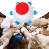 Animal Milk Feeder, 6 Nipples, 2.5 L, Reusable, Large view 3