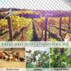 PanHuiWen Bird Protection Garden Net, 1.5 x 1.5 cm Mesh, 1 x 10 m view 4