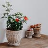 Wavy Studio Rustic Terracotta Flower Pot, 20.3 cm, with Saucer and Embossed Rose Pattern view 4