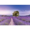 Xiaoterna 4.5 x 3 m Lavender Manor House Photography Backdrop view 1