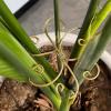 Berriphonia Plant Stem Support and Holder, Trellis Stem Hook view 2