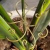 Berriphonia Plant Stem Support and Holder, Trellis Stem Hook view 3