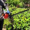 cukoekim 24-Inch Cordless 26cc 2-Stroke Gas-Powered Hedge Trimmer view 2